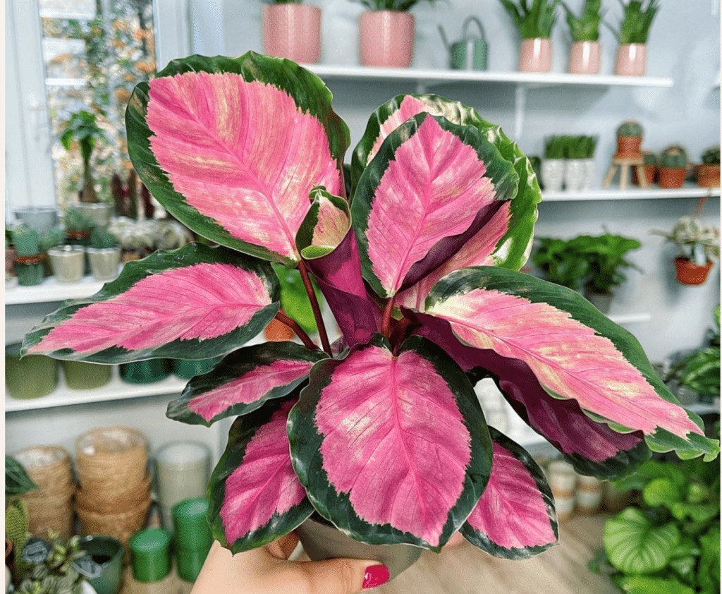 pink houseplant